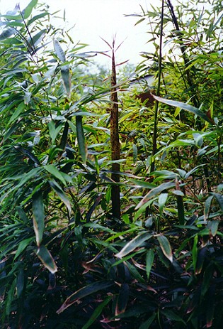 P. Bambusoides, (Madake)