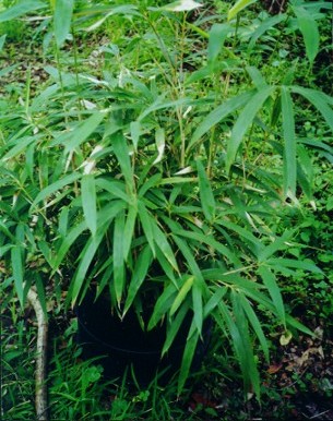 Seudosasa Japonica, (Yadake, or Arrow 
Bamboo)