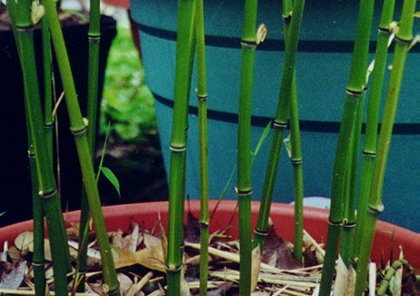 P. Aureosulcata,
 (Yellow Groove Bamboo)